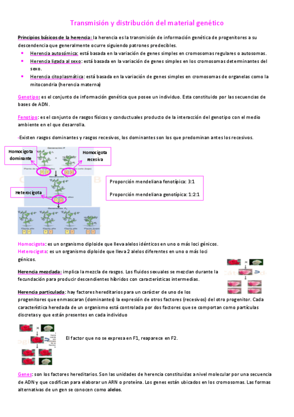 Miniatura del documento Transmision-y-distribucion-del-material-genetico.pdf