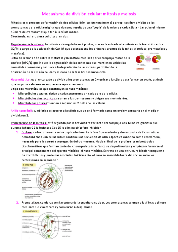 Miniatura del documento Mecanismo-de-division-celular-mitosis-y-meiosis-1.pdf