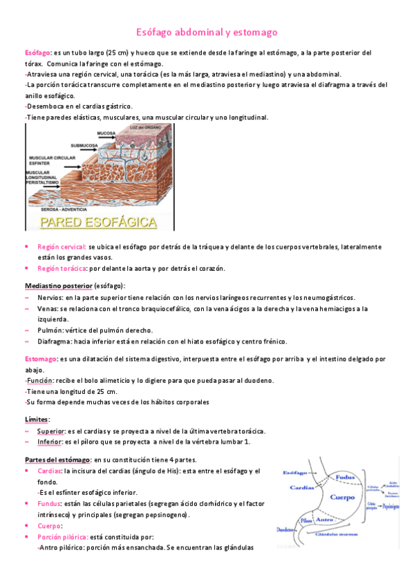 Miniatura del documento Esofago-abdominal-y-estomago.pdf