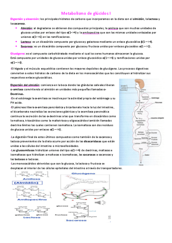 Miniatura del documento Metabolismo-de-glucidos-I.pdf