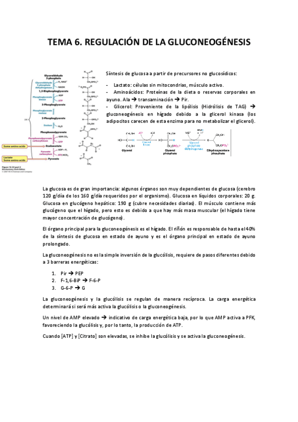 Miniatura del documento Tema 6. Regulación de la Gluconeogénesis.pdf