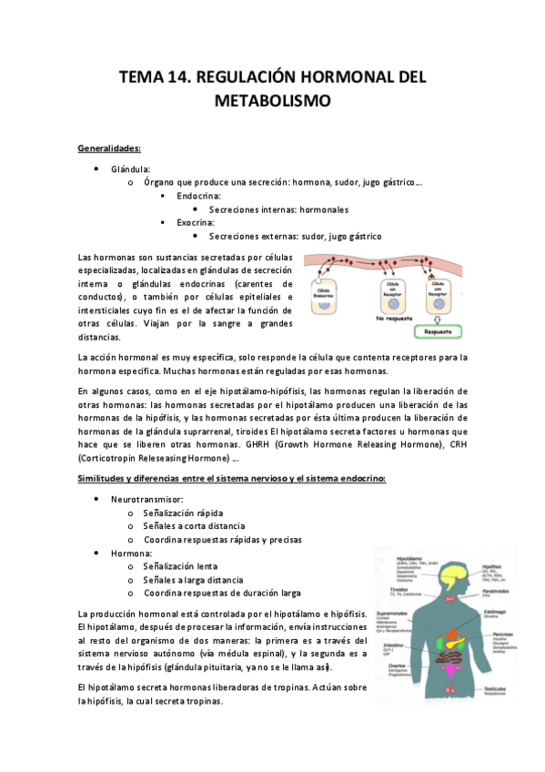 Miniatura del documento Tema 14. Regulación Hormonal del Metabolismo.pdf