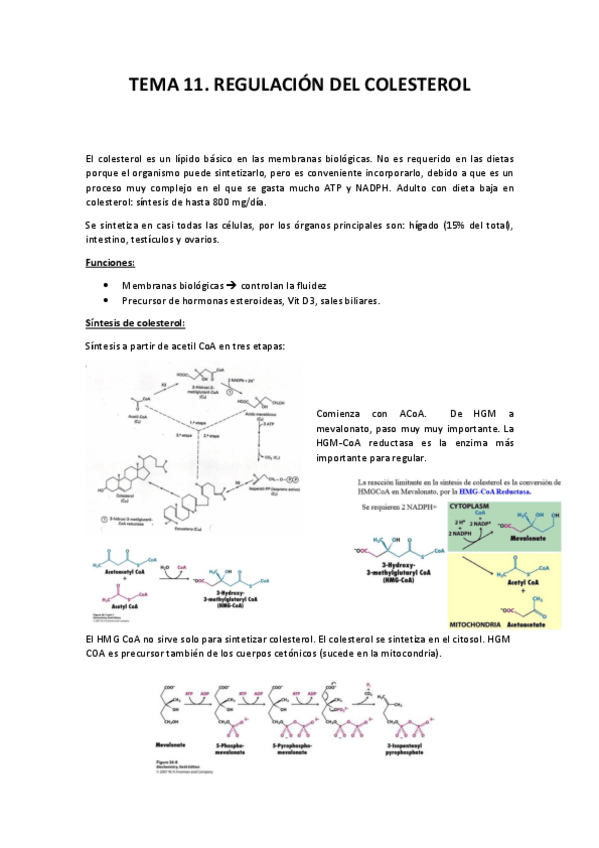 Miniatura del documento Tema 11. Regulación del Colesterol.pdf