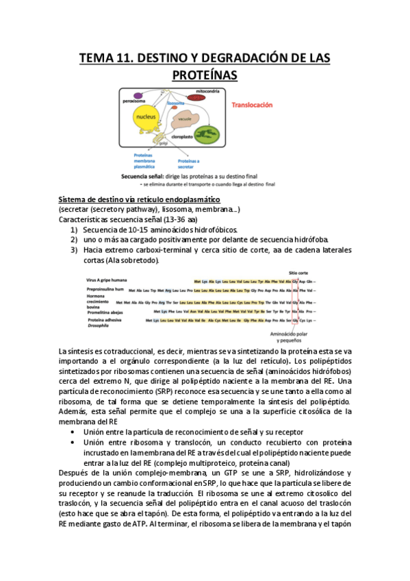 Miniatura del documento Destino y degradación de las proteínas.pdf