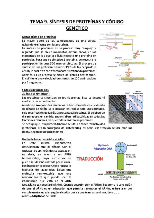 Miniatura del documento Síntesis de Proteínas y código genético.pdf
