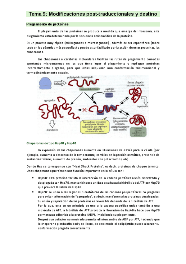 Miniatura del documento Tema-9.-Modificaciones-post-traduccionales-y-destino..pdf