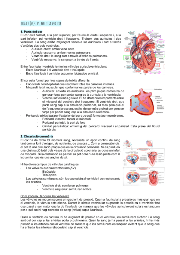 Miniatura del documento 13-Estructura-del-cor.pdf