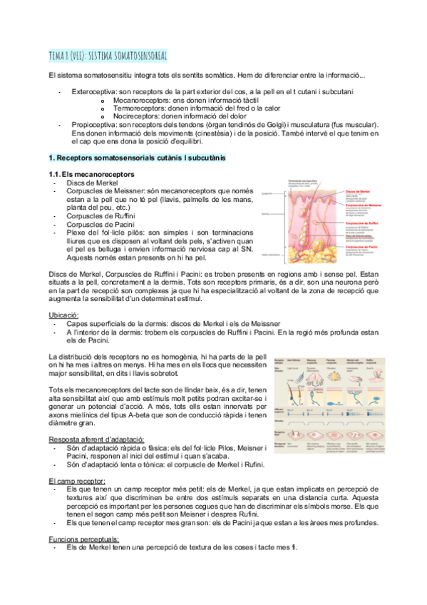 Miniatura del documento 8.-7-Sistema-somatosensorial.pdf
