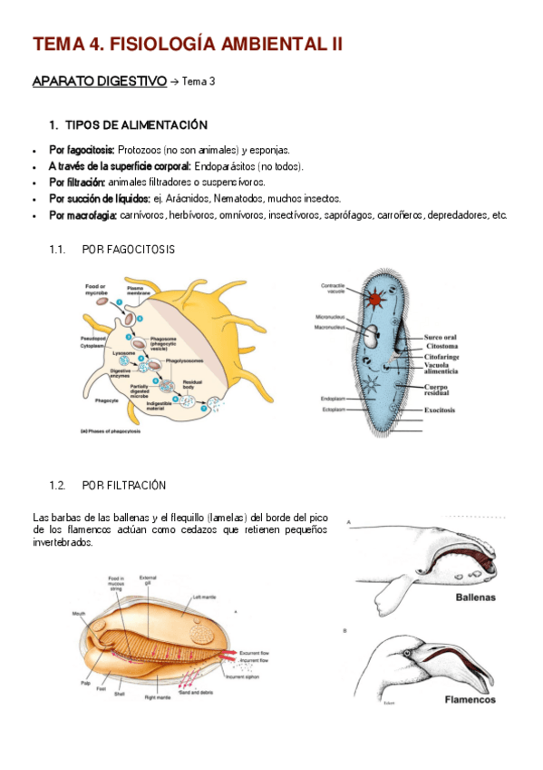 Miniatura del documento TEMA-4-II.pdf