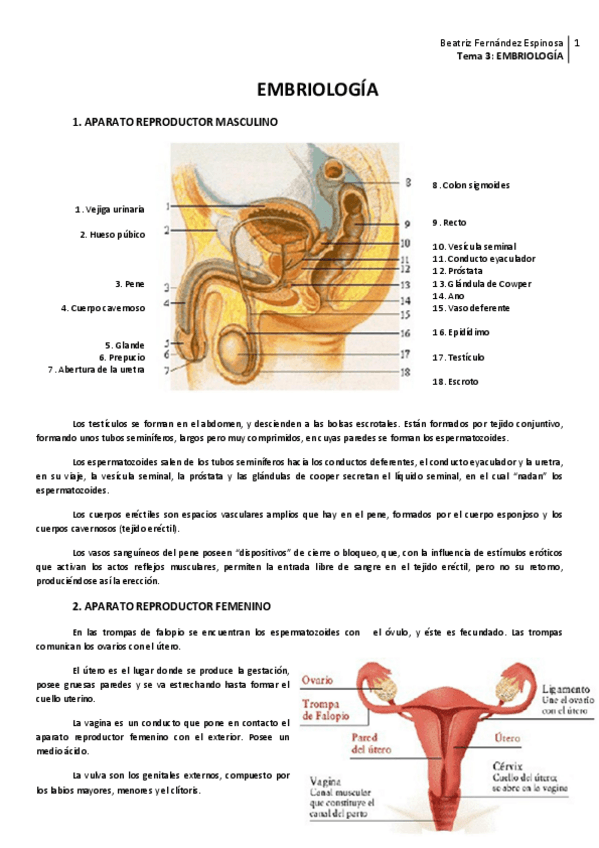 Miniatura del documento Tema 3_Embriología.pdf