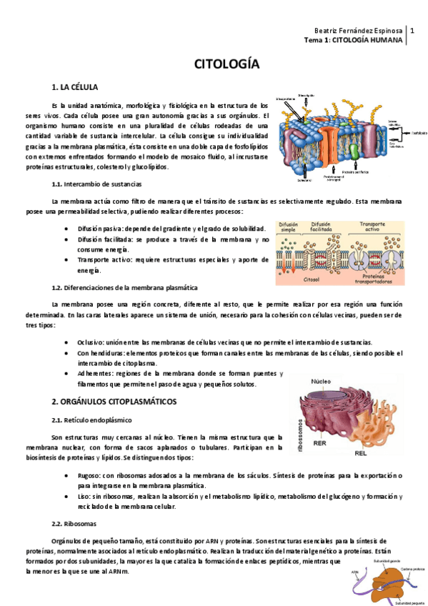 Miniatura del documento Tema 1_Citología humana.pdf