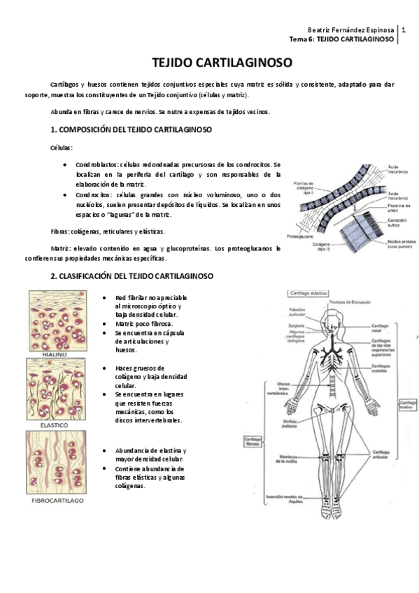 Miniatura del documento Tema 6_Tejido cartilaginoso.pdf