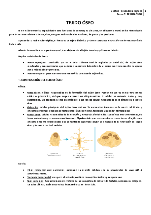 Miniatura del documento Tema 7_Tejido óseo.pdf