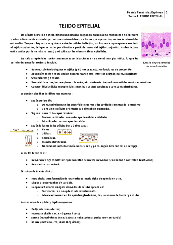 Miniatura del documento Tema 4_Tejido epitelial.pdf