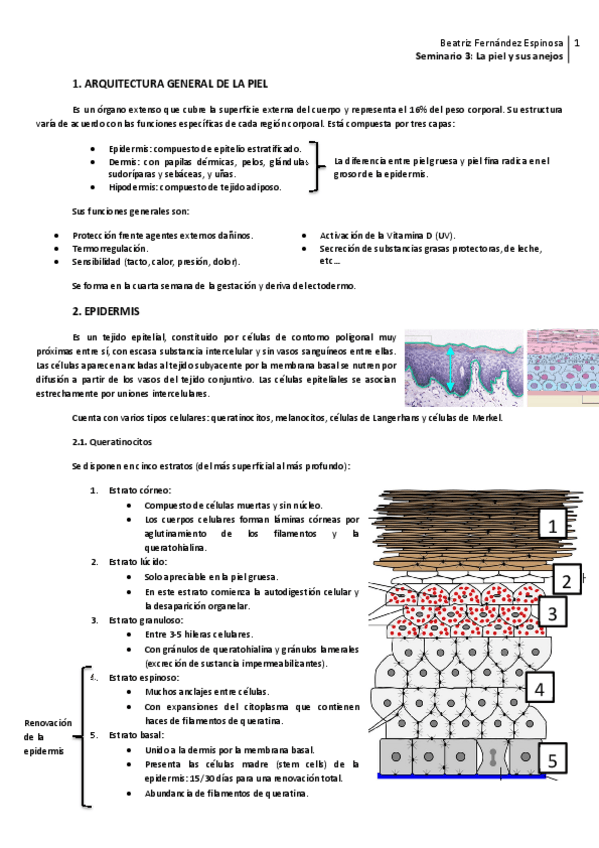 Miniatura del documento Seminario 3_La piel y sus anejos.pdf