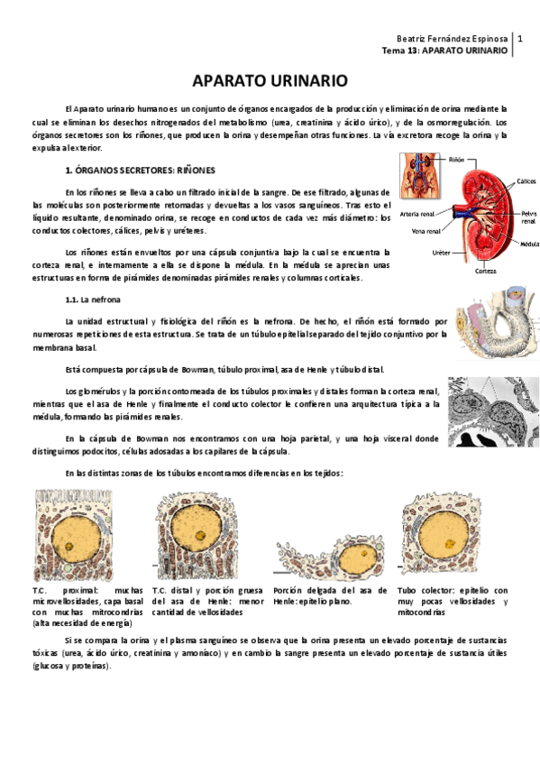 Miniatura del documento Tema 13_Aparato urinario.pdf