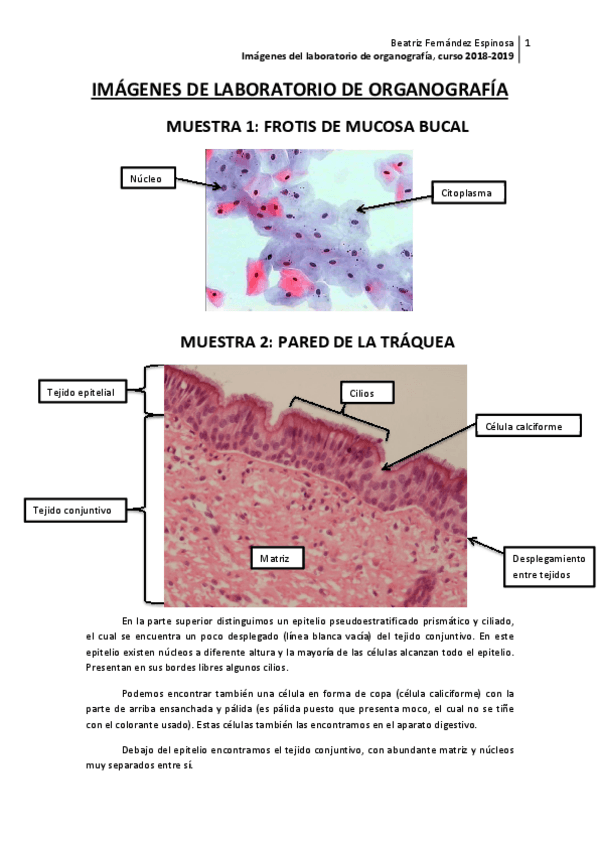 Miniatura del documento IMÁGENES EXAMEN curso 18-19.pdf