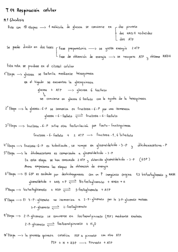 Miniatura del documento Bioquimica-T.14.pdf