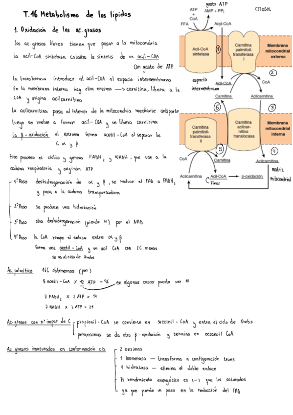 Miniatura del documento Bioquimica-T.16.pdf
