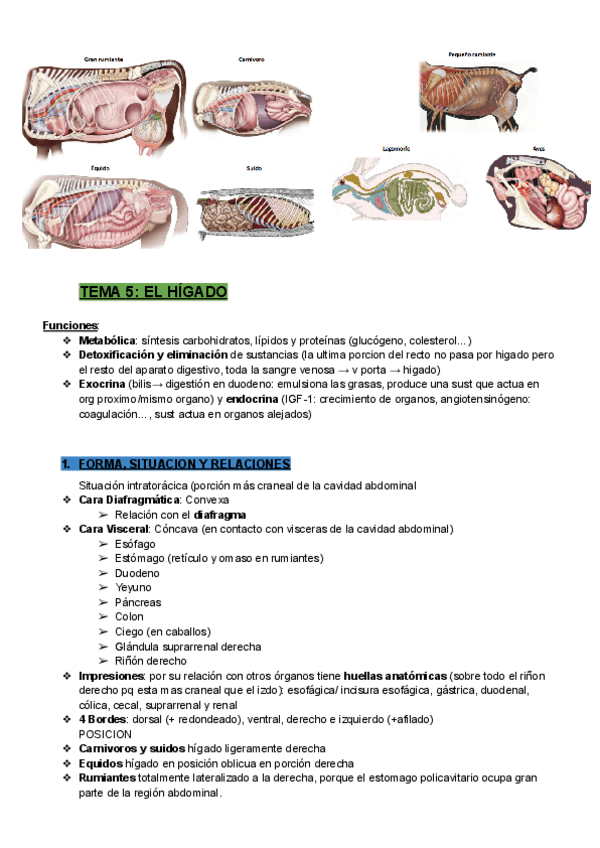 Miniatura del documento 3-APARATO-DIGESTIVO-1-13-16.pdf