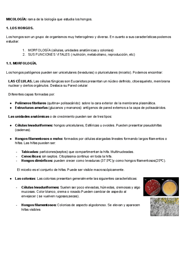 Miniatura del documento Tema-7-MICRO.-Micologia..pdf