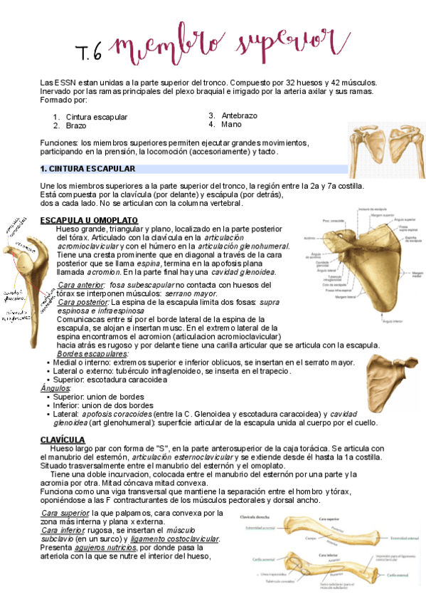 Miniatura del documento T6-miembro-superior.pdf