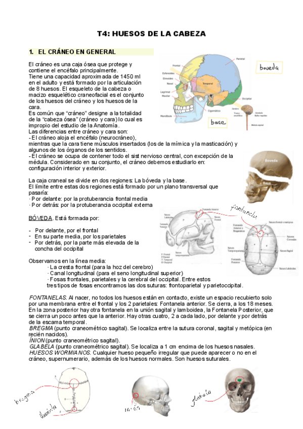 Miniatura del documento T4-huesos-en-la-cabeza-nuevos.pdf
