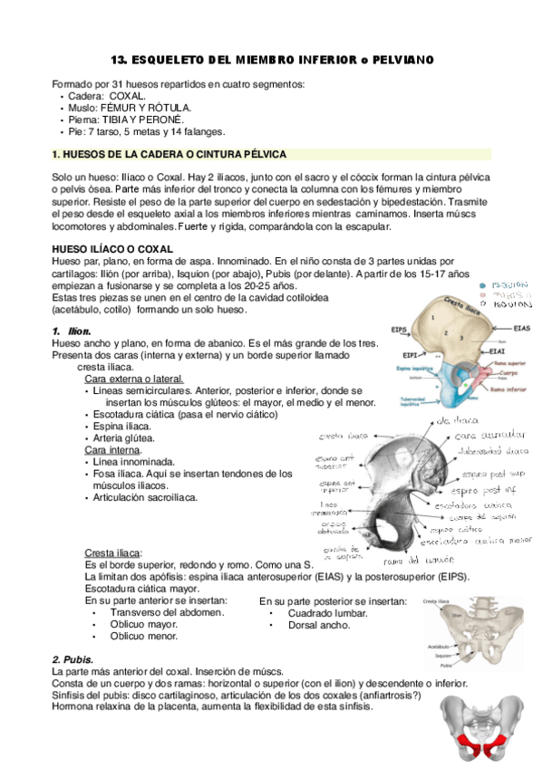 Miniatura del documento T13-huesos-miembro-inferior.pdf