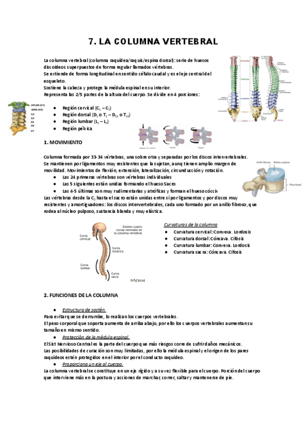 Miniatura del documento T7-columna-vertebral.pdf
