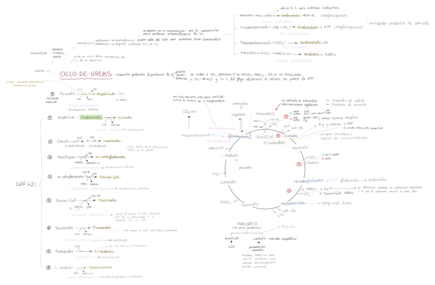 Miniatura del documento T14-ciclo-de-krebs-ciclo-del-a.citrico.pdf