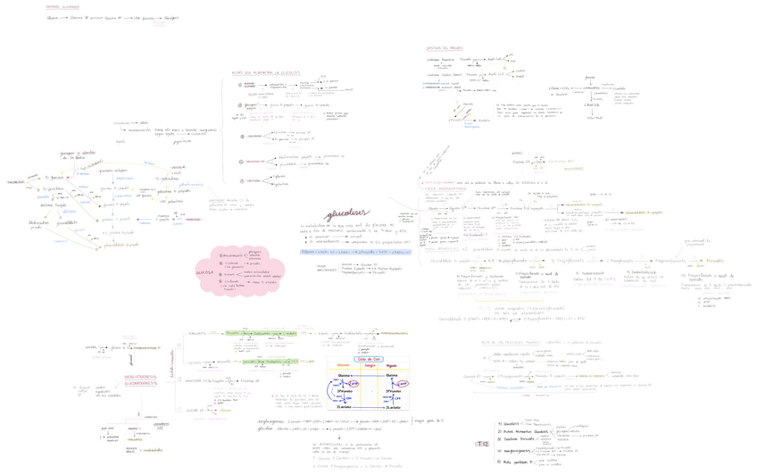 Miniatura del documento T12-glucolisis.pdf