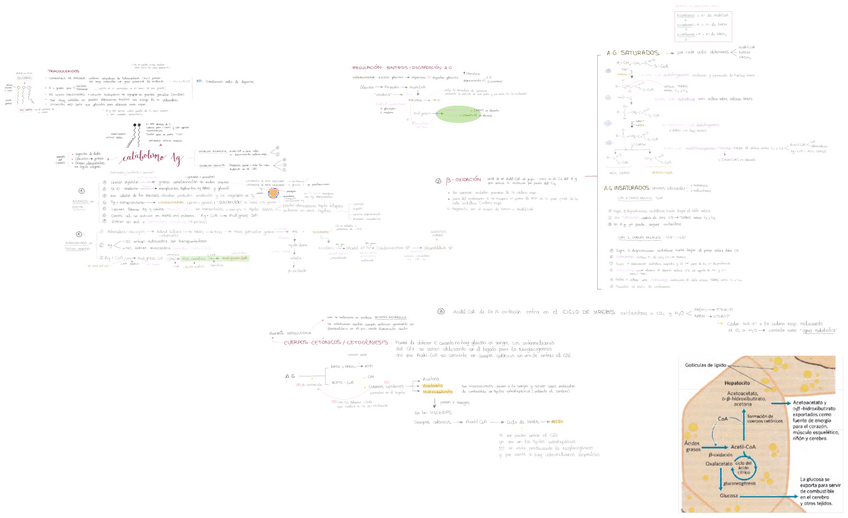 Miniatura del documento T15-catabolismo-de-los-Ag.pdf