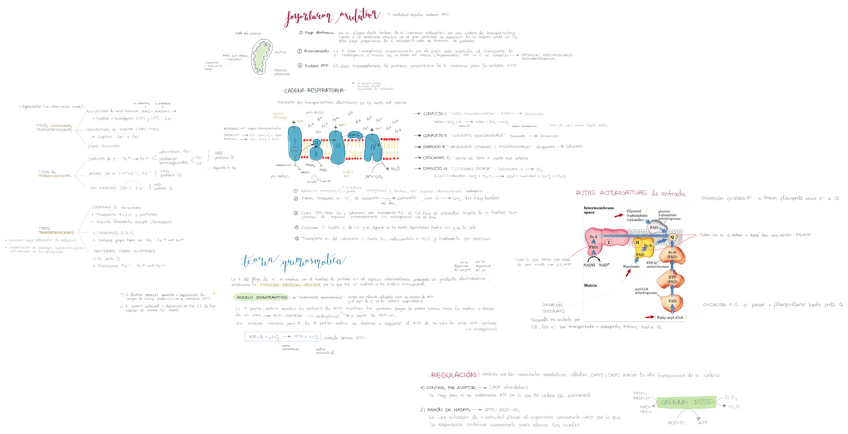Miniatura del documento T17-cadena-respiracion-y-fosforilacion-oxidativa.pdf