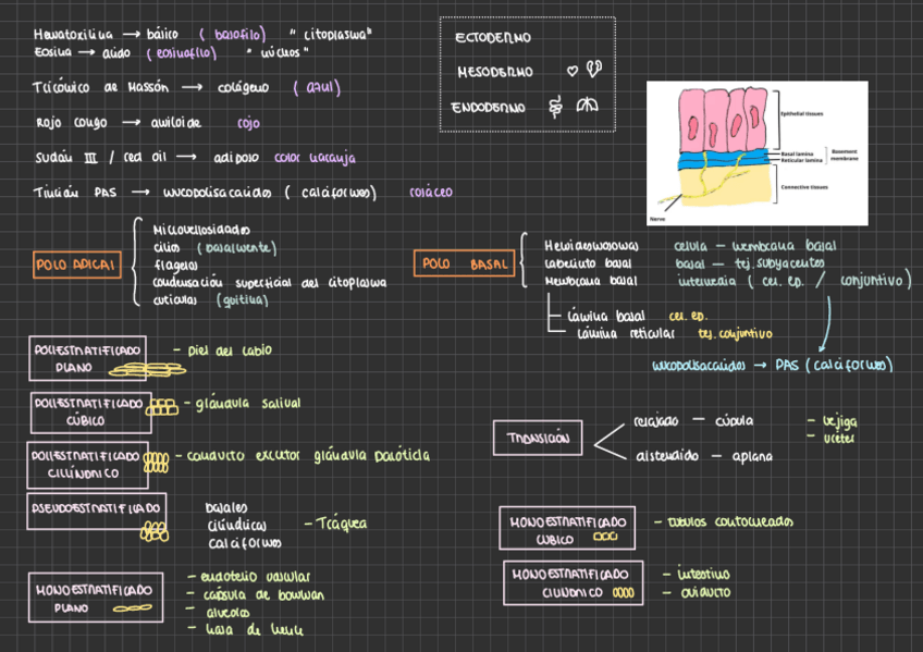 Miniatura del documento Esquemas-citologia.pdf