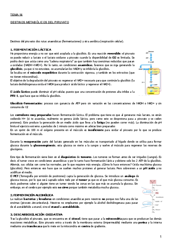 Miniatura del documento Tema 14.pdf