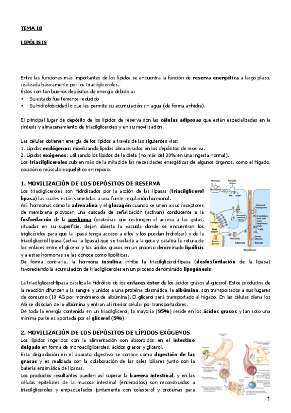 Miniatura del documento Tema 18.pdf