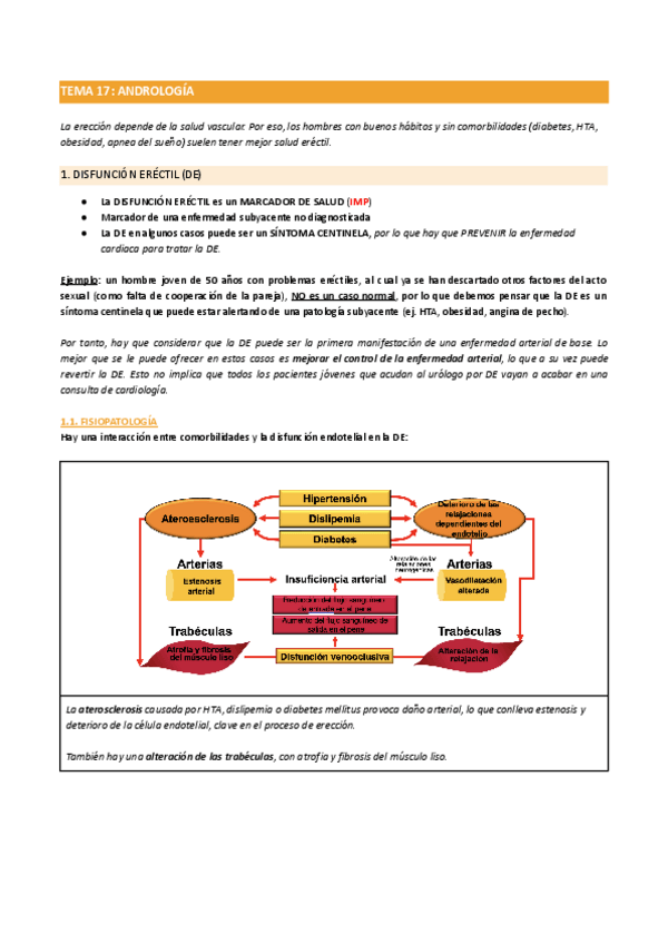 Miniatura del documento TEMA-17ANDROLOGIA.pdf