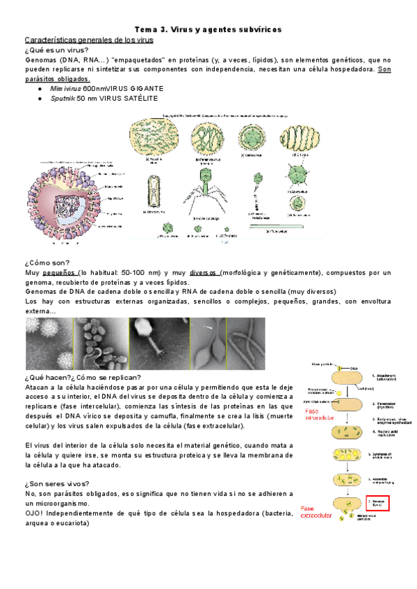 Miniatura del documento Tema-3.-Virus-y-agentes-subviricos.pdf