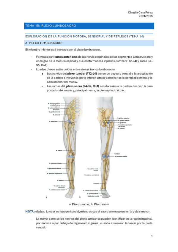Miniatura del documento T15.PlexoLumbosacro_AnatLocomotor.pdf.pdf