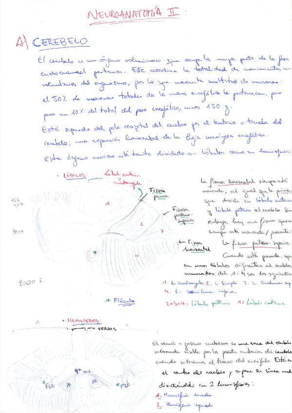 Miniatura del documento NEURO-II-SEGUNDO-PARCIAL.pdf