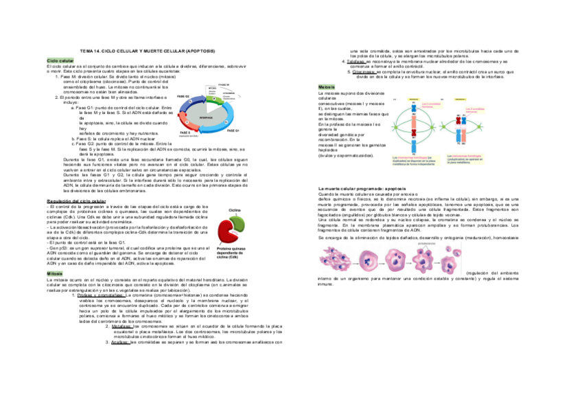 Miniatura del documento TEMA-14.-CICLO-CELULAR-Y-MUERTE-CELULAR-APOPTOSIS.pdf