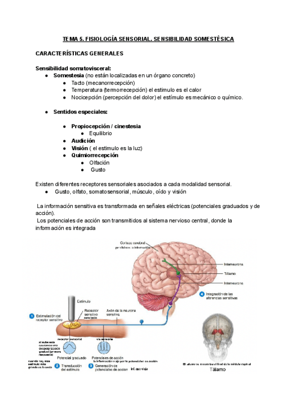 Miniatura del documento TEMA-5-FISIOLOGIA.pdf