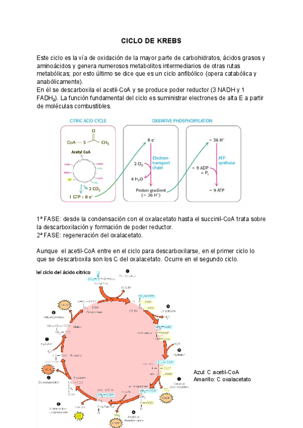 Miniatura del documento CICLO-DE-KREBS.pdf