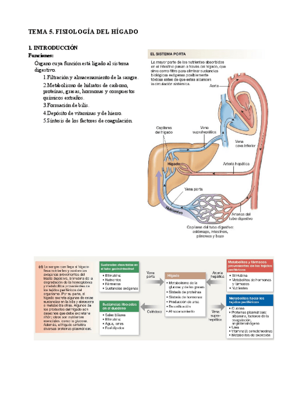 Miniatura del documento 5. Fisiología del hígado.pdf
