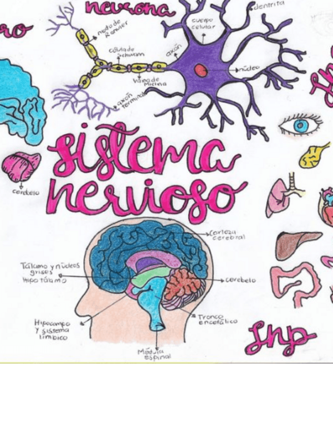 Miniatura del documento Sistema-nervioso-anatomia-PAME.pdf