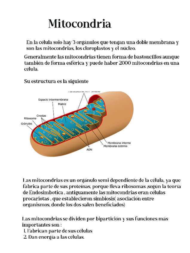 Miniatura del documento MITOCONDRIAS-1.pdf