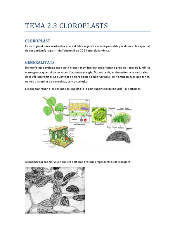 Miniatura del documento Tema-2.3-Cloroplasts.pdf
