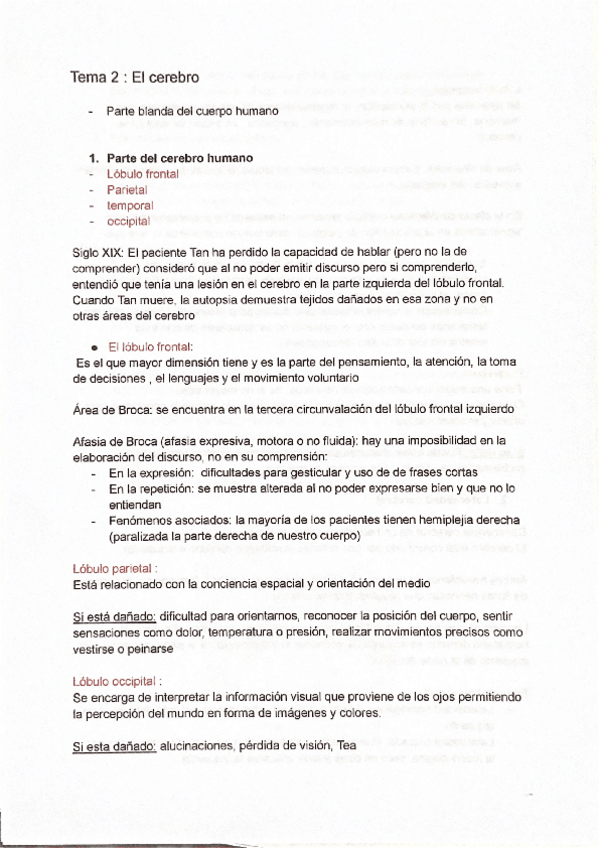 Miniatura del documento Lengua-tema-el-cerebro.pdf