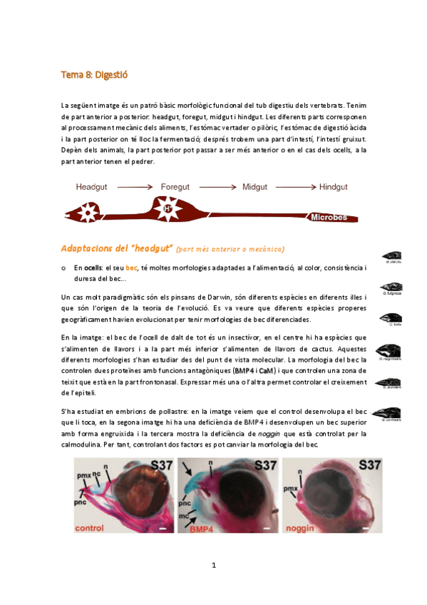 Miniatura del documento Tema 8-digestió.pdf