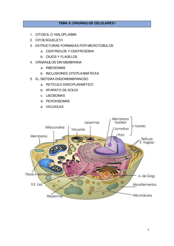 Miniatura del documento Tema-8-Organulos-celulares-I-1.pdf
